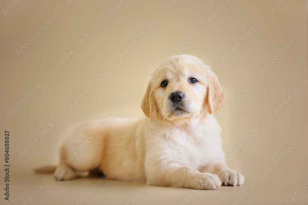 small newborn golden retriever puppy on a beige background