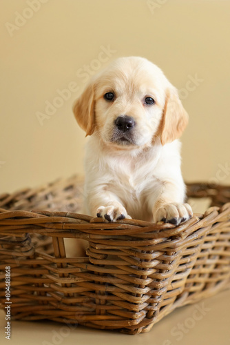 dog puppy golden retriever on a beige background in a wooden box