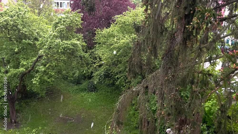 Snow in spring against a backdrop of green, flowering trees in the garden. Snow in spring against a backdrop of green, flowering trees in the garden.