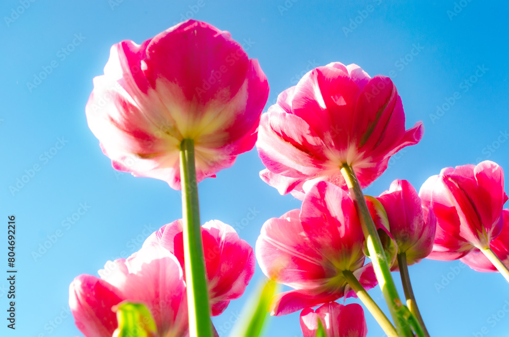 Pink tulip against blue sky Design for banner wishing card poster Mother's day women's day birthday wedding valentines day Spring flowers Gift for women girls bouquet of tulips blooming Copy space Pink tulip against blue sky Design for banner wishing card poster Mother's day women's day birthday wedding valentines day Spring flowers Gift for women girls bouquet of tulips blooming Copy space