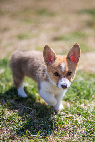 white and ginger corgi puppy walking on the grass