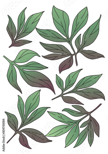 vector drawing of green peony leaves with gradient fill