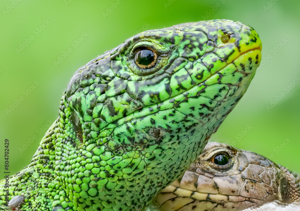 Zauneidechse (Lacerta agilis) Männchen und Weibchen Zauneidechse (Lacerta agilis) Männchen und Weibchen