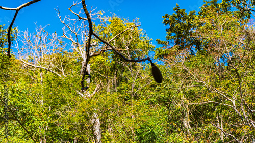 Natureza Cachoeiras Árvores Chapada dos Veadeiros Goiás Brasil Paisagem Beleza Cênica Aventura Trilhas Parque Nacional Conservação Biodiversidade Rios Riachos Flora Brasil Maravilhas Naturais Explorar photo