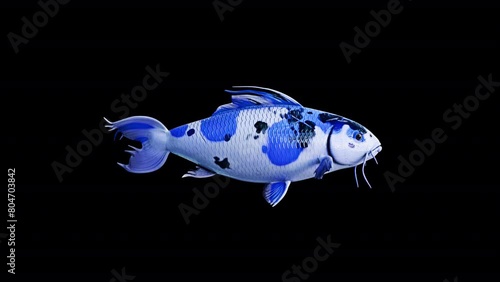  Blue Koi Fish Swimming, Animation.Full HD 1920×1080. 05 Second Long.Transparent Alpha video.LOOP. photo
