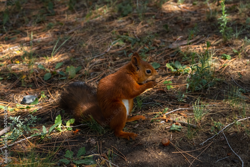 Close-up view of small young cute Eurasian red squirrel (Sciurus vulgaris) standing with hazelnut on ground in pine forest or park in a sunny summer day. Soft focus. Beautiful animals theme. Close-up view of small young cute Eurasian red squirrel (Sciurus vulgaris) standing with hazelnut on ground in pine forest or park in a sunny summer day. Soft focus. Beautiful animals theme.