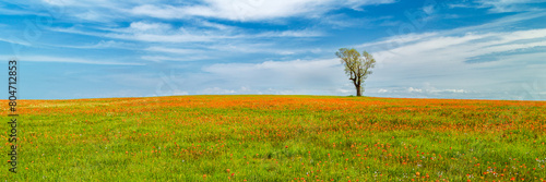 Paintbrush And A Lone Tree Panorama with a beautiful blue sky
