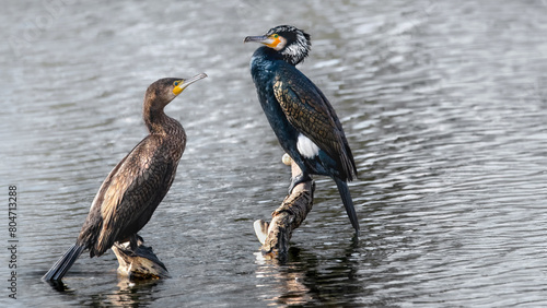 A Female and A Male Great Cormorant On Water (Phalacrocorax Carbo)
