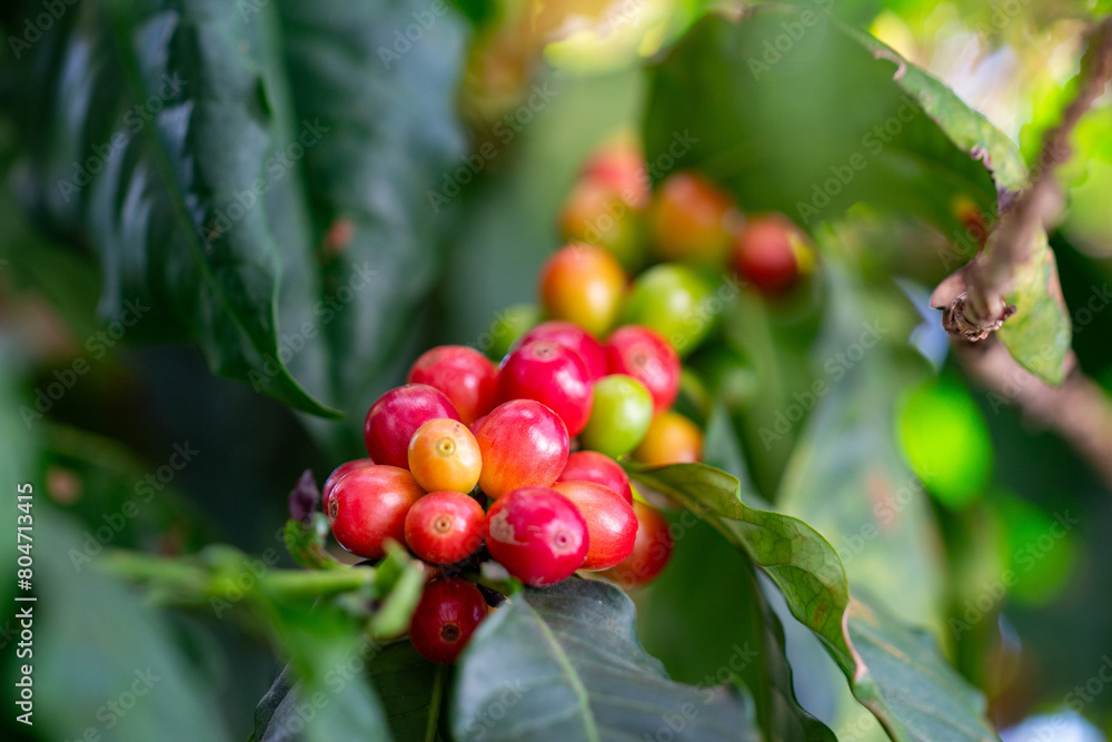 Obraz premium Cafezeiro carregado de café 