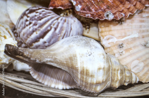 Seashells lie in a basket