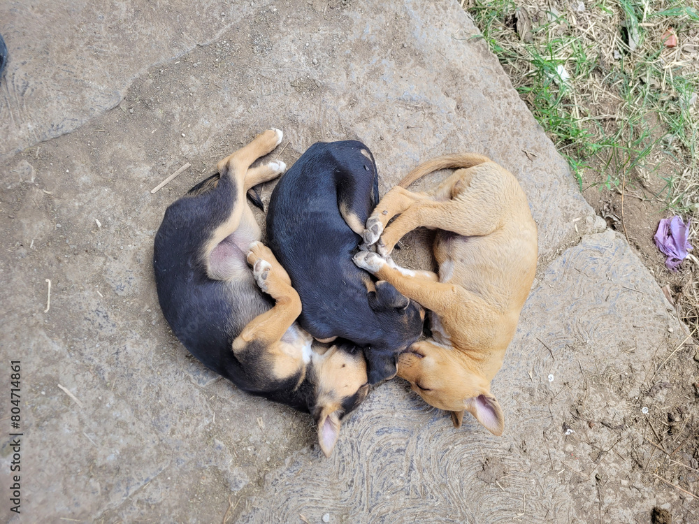 Three puppies are sleeping in a heart shape on a stone floor. The puppies are of different colors, with one being black, one being brown, and one being white. Concept of warmth and comfort Three puppies are sleeping in a heart shape on a stone floor. The puppies are of different colors, with one being black, one being brown, and one being white. Concept of warmth and comfort