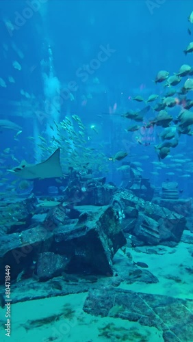 A shark swimming in the water