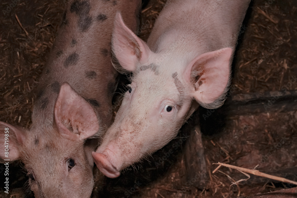 portrait of two funny pigs looking up. pigs in a pigsty look at the camera. from above, top view. pig breeding, meat industry, livestock concept