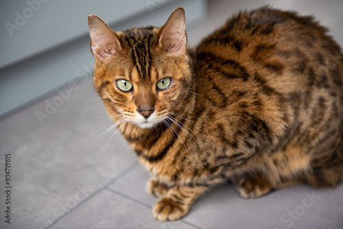 Portrait of a Bengal cat in the apartment