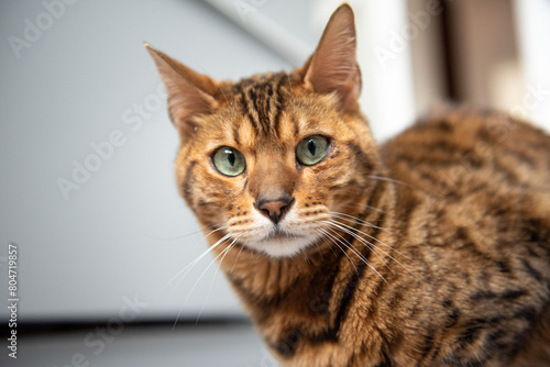Portrait of a Bengal cat in the apartment on a scratching post