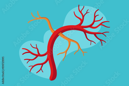 arteries vector illustration