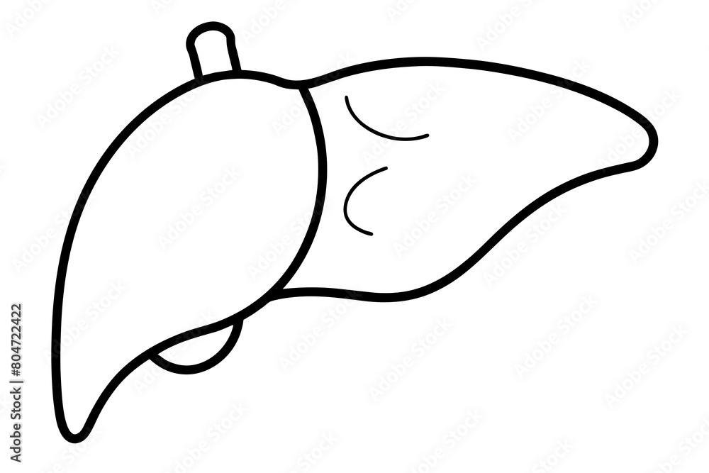 liver line art silhouette illustration liver line art silhouette illustration