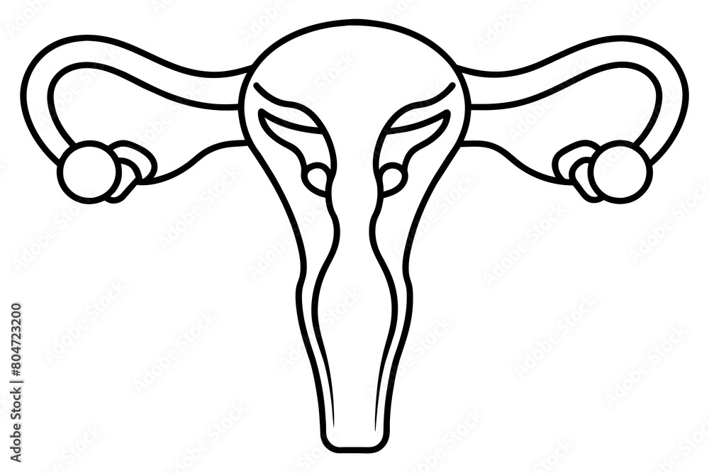 reproductive system line art silhouette illustration reproductive system line art silhouette illustration