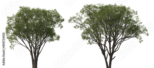 Salix caroliniana (Carolina, Coastal Plain, Swamp Willow) frontal et of large trees isolated png on a transparent background perfectly cutout  photo