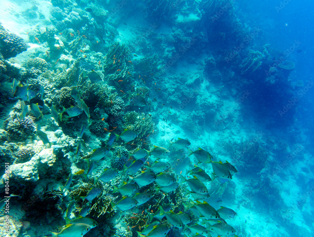 A photo of coral reef