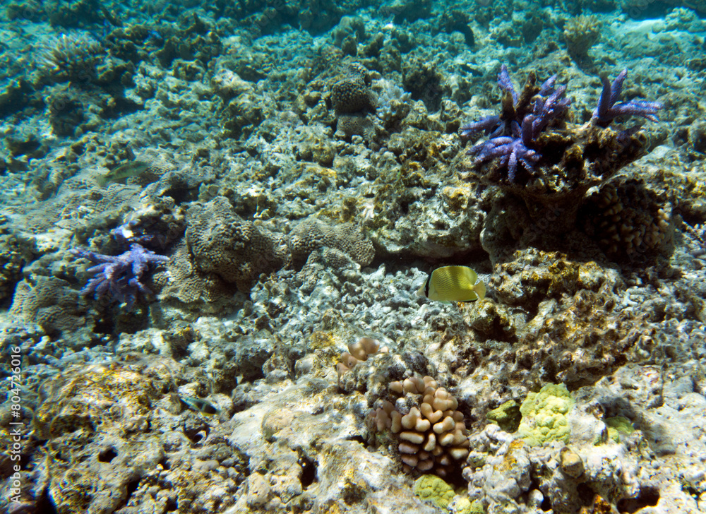 Naklejka premium A photo of coral reef