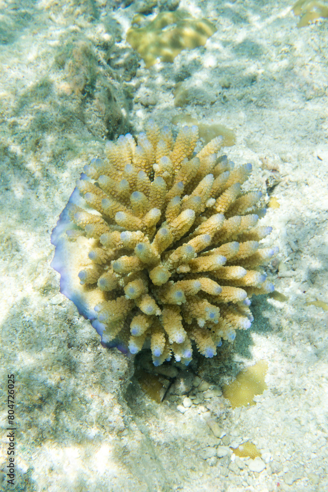 A photo of coral reef A photo of coral reef