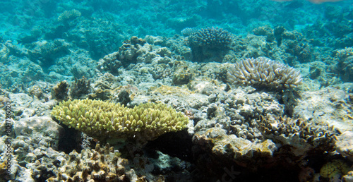 A photo of coral reef