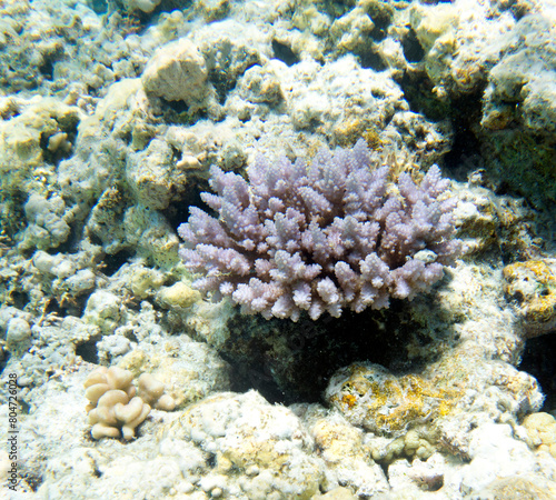 A photo of coral reef