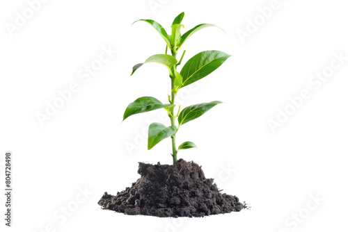 Plant in soil isolated on transparent background