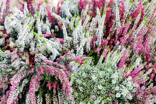 Fotografía Erica carnea winter heath full frame background