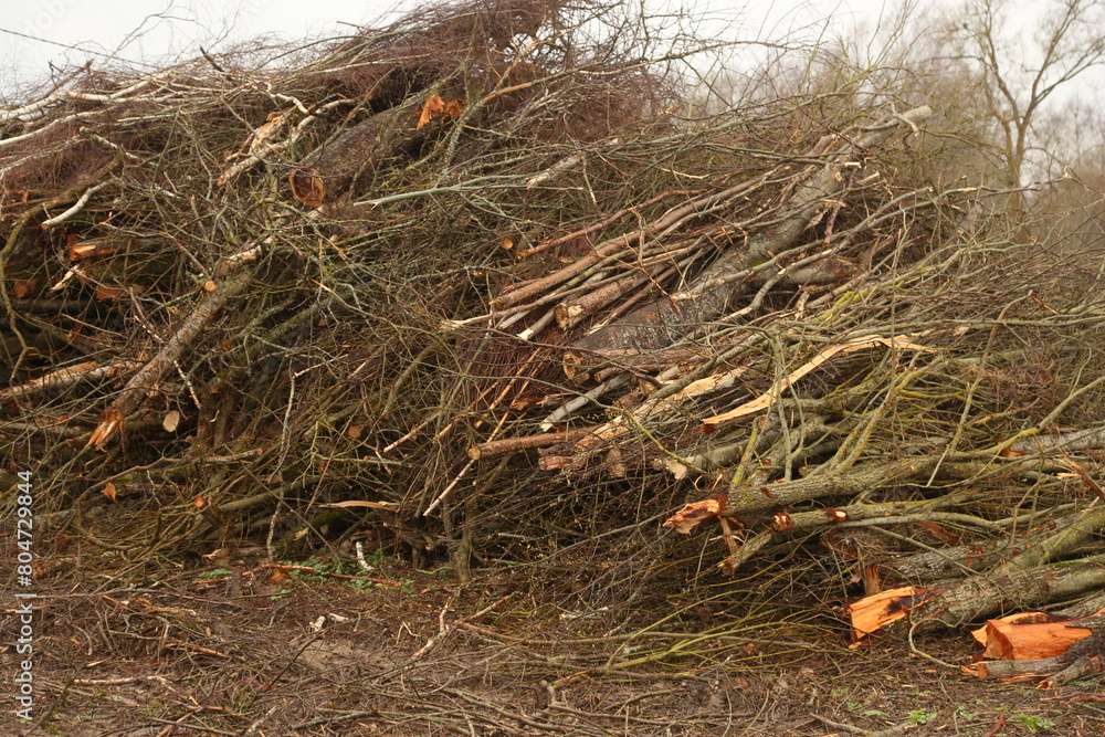 Branches stacked at the edge of the field after cutting down of a large tree Branches stacked at the edge of the field after cutting down of a large tree