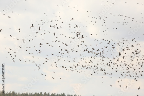Background of wild geese flying over forest against blue sky in the Latvia photo
