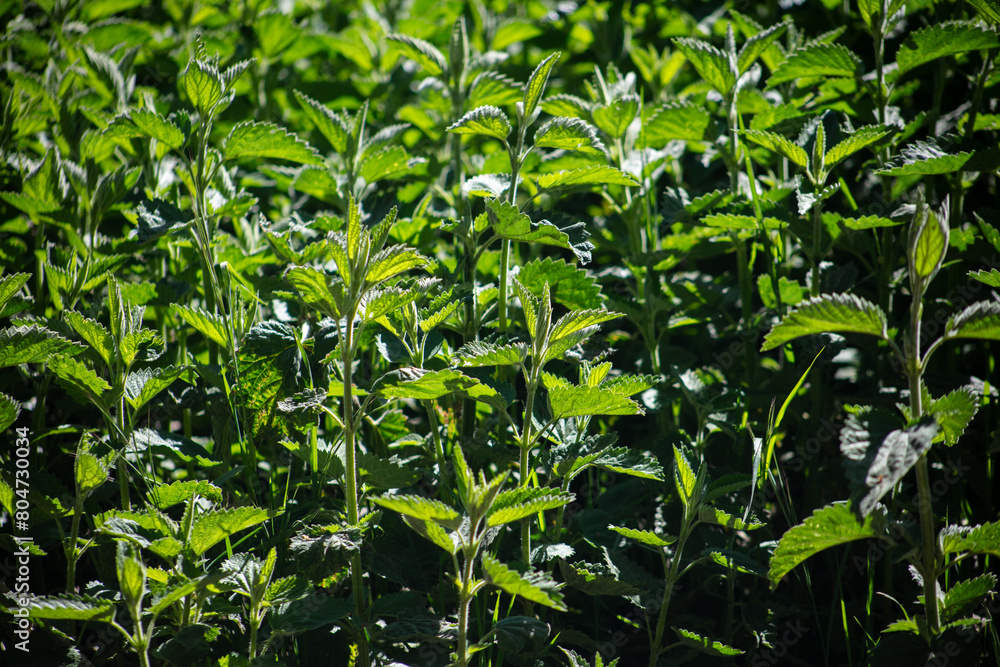 Stinging Nettle Growing in a Meadow Stinging Nettle Growing in a Meadow
