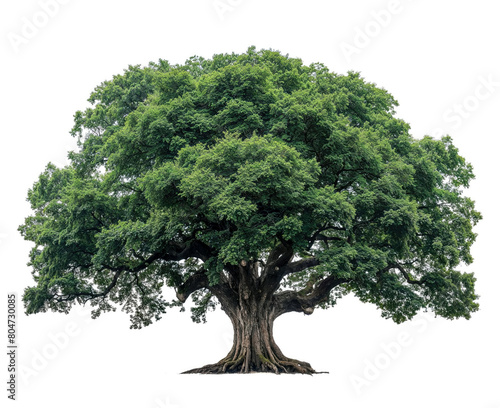 Large green tree with thick trunk isolated white background. 

