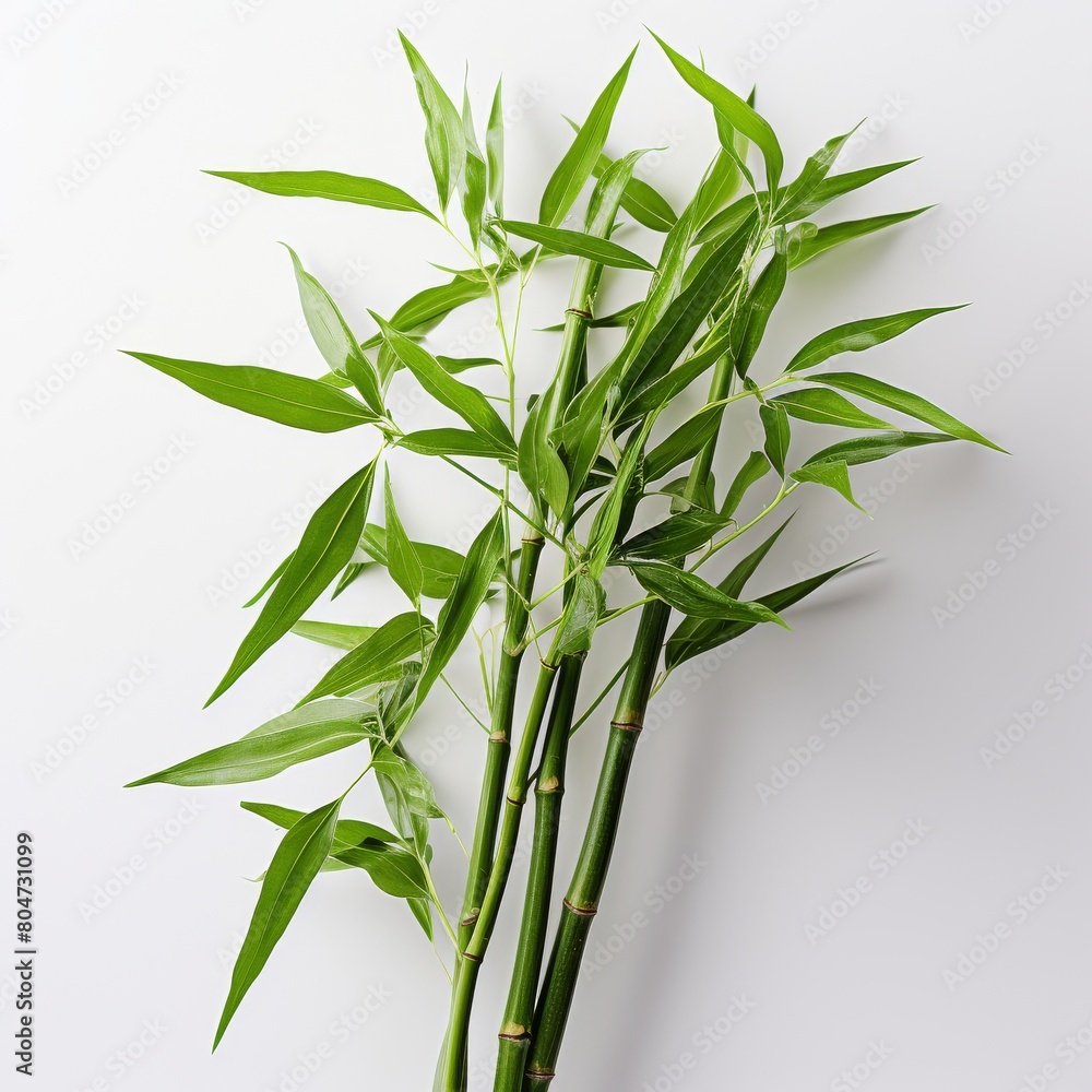 Fototapeta premium Cluster of Green Bamboo Leaves on White Background