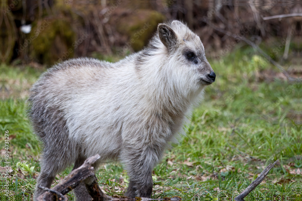Naklejka premium 野生の日本カモシカの若い個体