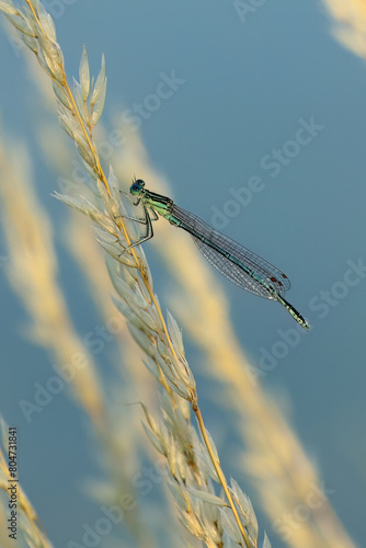 Detail of damselfly male. Azure damselfly, Coenagrion puella, perched on blade of grass at sunset. Wildlife nature. Macro photography. Commonly found around ponds and lakesides. Summer.