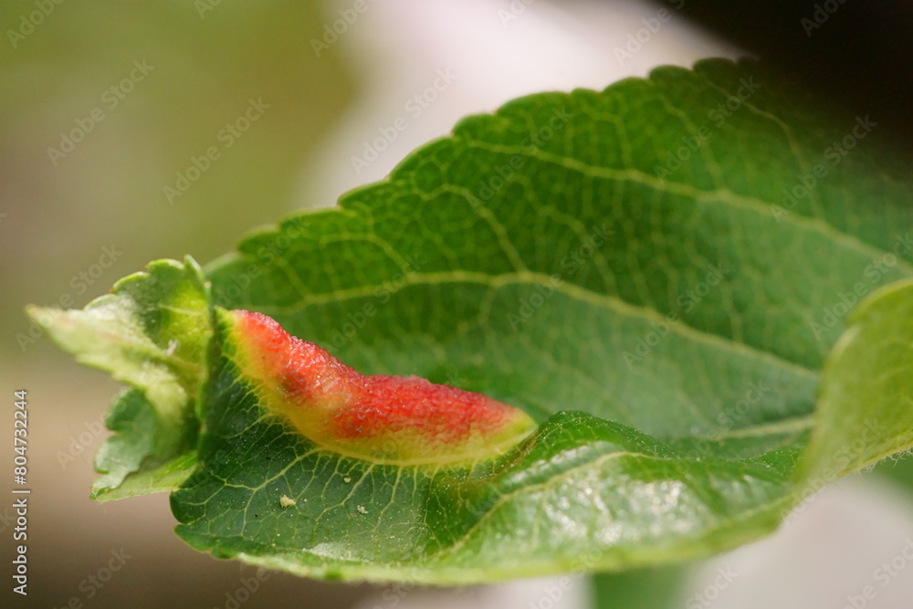 Deformation of the apple leaf caused by infestation or fungal infection; apple gall or apple blister Deformation of the apple leaf caused by infestation or fungal infection; apple gall or apple blister