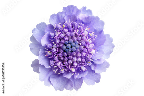 Pincushion flower scabiosa columbaria isolated on transparent background photo