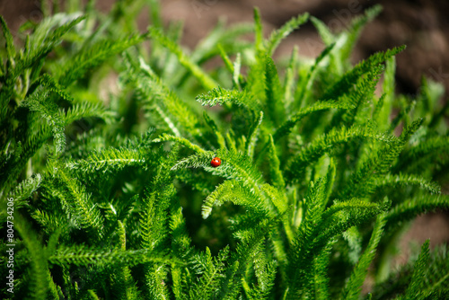 Ladybug Ladybird Beatles on a Fresh Green Yarrow Plant