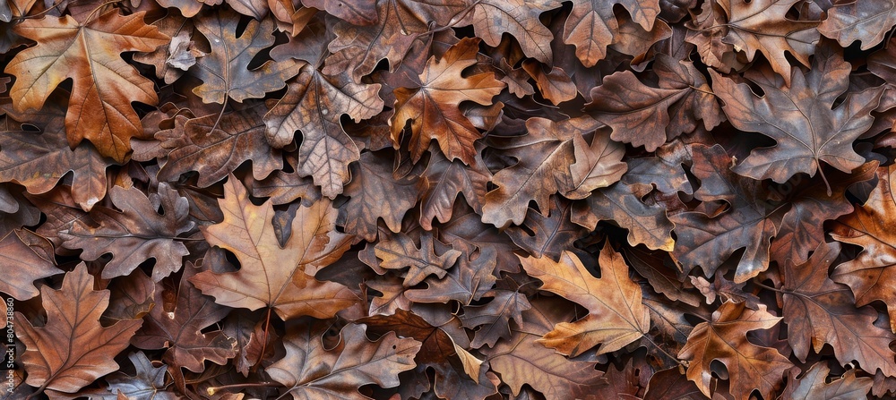 Autumn leaves banner - fall foliage background for seasonal displays and designs