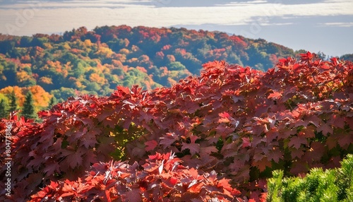 red leaves background antumn nature canada by generative ai photo