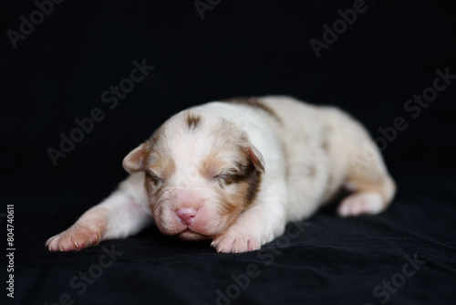 white Australian Shepherd newborn puppie lying and sleeping, closed eyes, black background, petcare concept