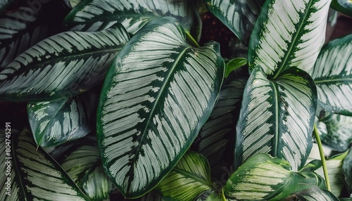 abstract tropical green leaves pattern lush foliage houseplant dumb cane or dieffenbachia the tropic plant