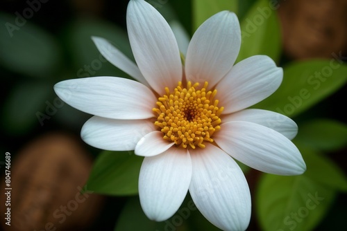 close up shot professional photograph of single flower