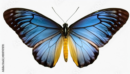 very beautiful light blue yellow butterfly with spread wings isolated on a transparent background