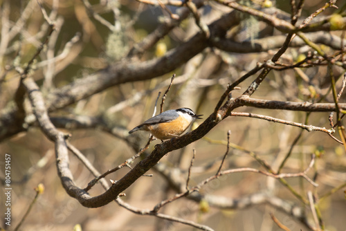 Chestnut Breasted Nuthatch Bird In Tree In Smoky Mountains National Park