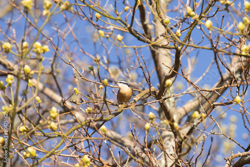 Wild Bird Chestnut Breasted Nuthatch In Tree