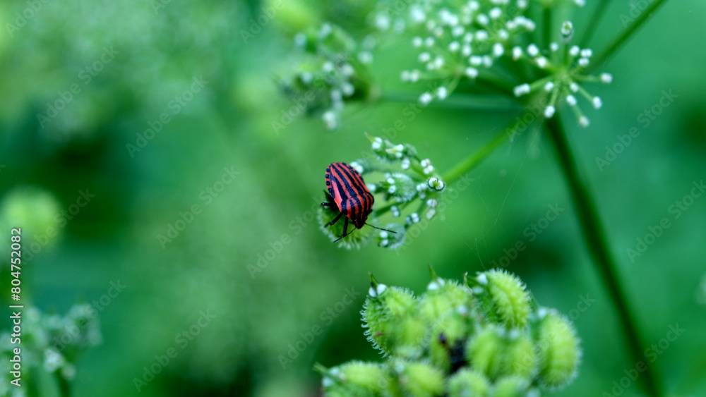 Fototapeta premium On a flower in nature Graphosoma lineatum beetle. Red insect