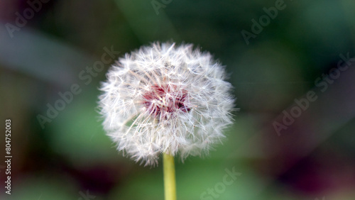 Taraxacum officinale  common dandelion  is a herbaceous perennial flowering plant in the daisy family Asteraceae. 